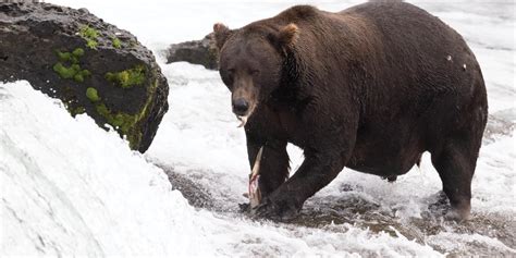 Alaska’s popular Fat Bear Week could be postponed if the government shuts down
